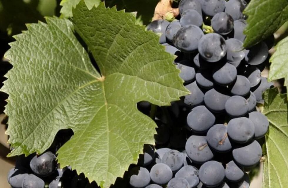 La historia de los primeros vinos argentinos en Santiago del Estero