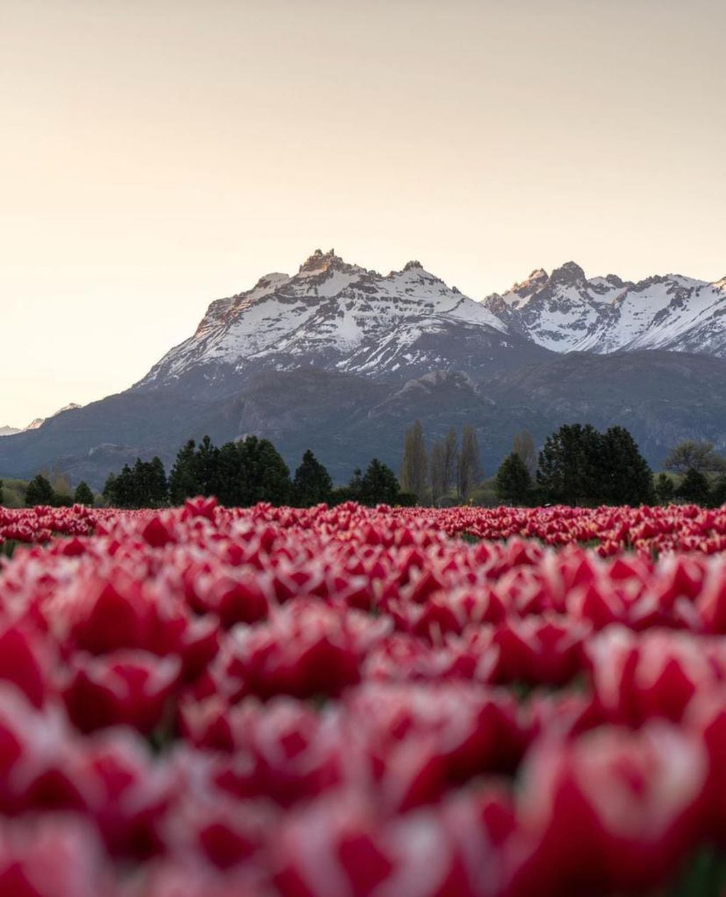 El período de los tulipanes es desde el 1 de octubre hasta el 6 de noviembre.