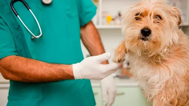 Rusia aprobó la primera vacuna contra el coronavirus para animales