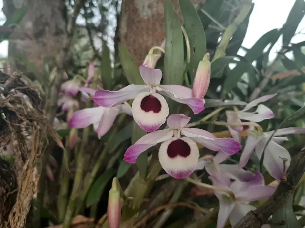 Por codicia, vecinos en alerta por robo de orquídeas.