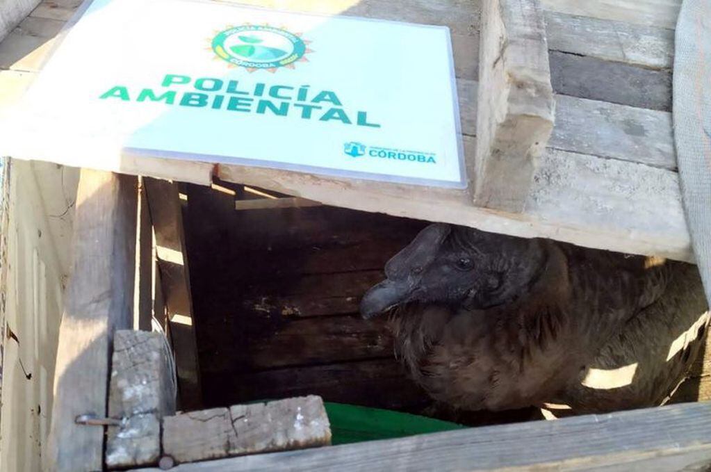 Policía Ambiental rescató un cóndor en la localidad de Salsacate. (Prensa Ambiente)