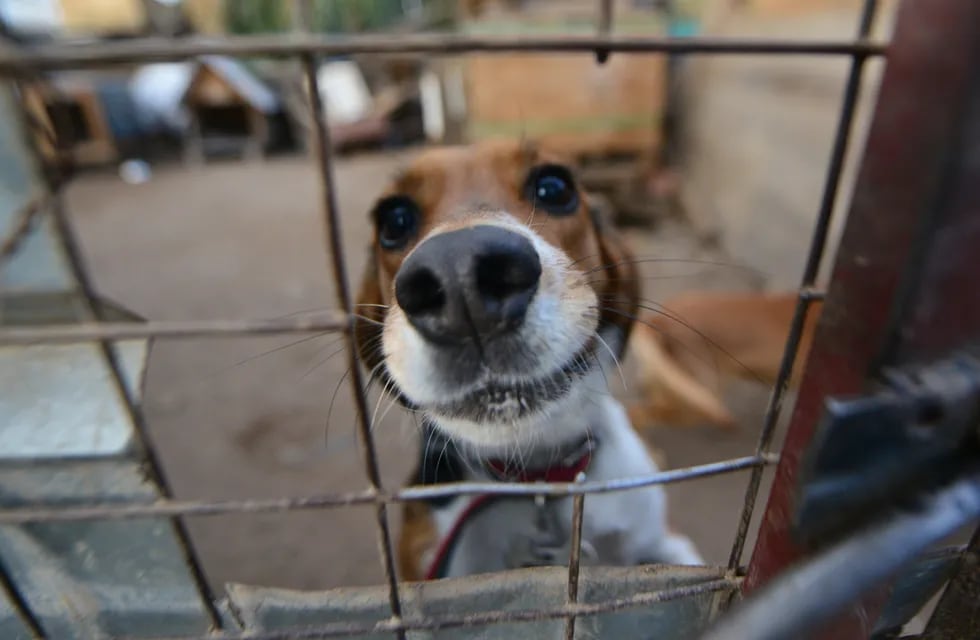 En la Fundacion Garra recogen perros de la calle los cuidan y los dan en adopción. ¡Elegí tu próximo perro! Fotot Javier Ferreyra