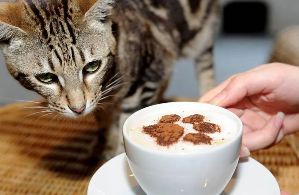 Café con Gatos