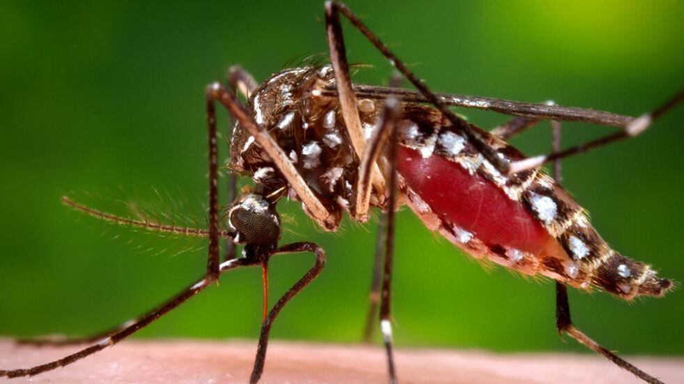 AEDES AEGYPTIS. El mosquito vector del dengue, zika y chikunguña (AP).