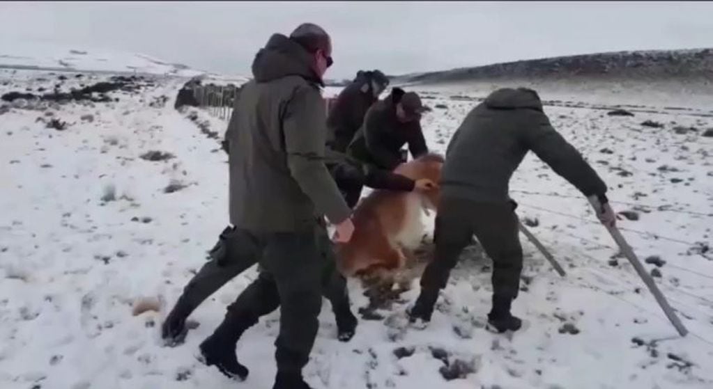 Gendarmería rescata un guanaco atrapado en un alambrado. (Captura de video).