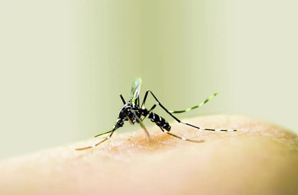 Dengue: Gualeguaychú tiene 43 casos\nCrédito: WEB