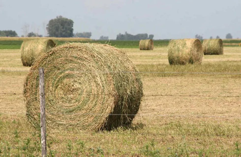 Rollo de pastura en aumento, para poder suplir la alimentación del ganado