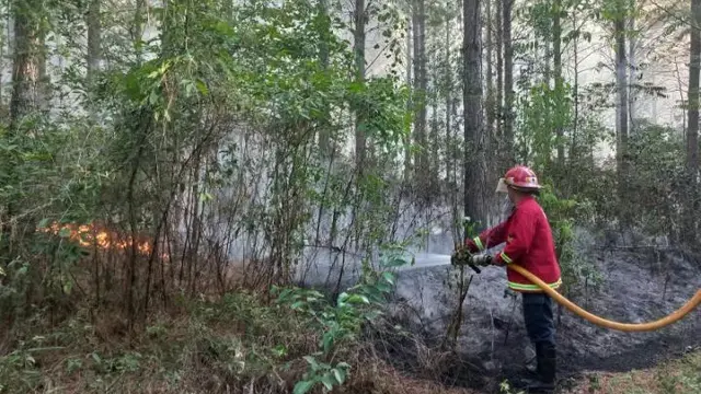 Varias hectáreas de pinos en Santo Pipó fueron afectados por un incendio