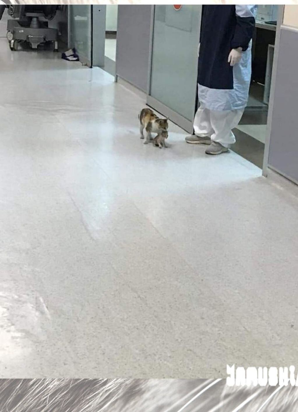 gatita pide ayuda en un hospital para su cría (Foto: Web)