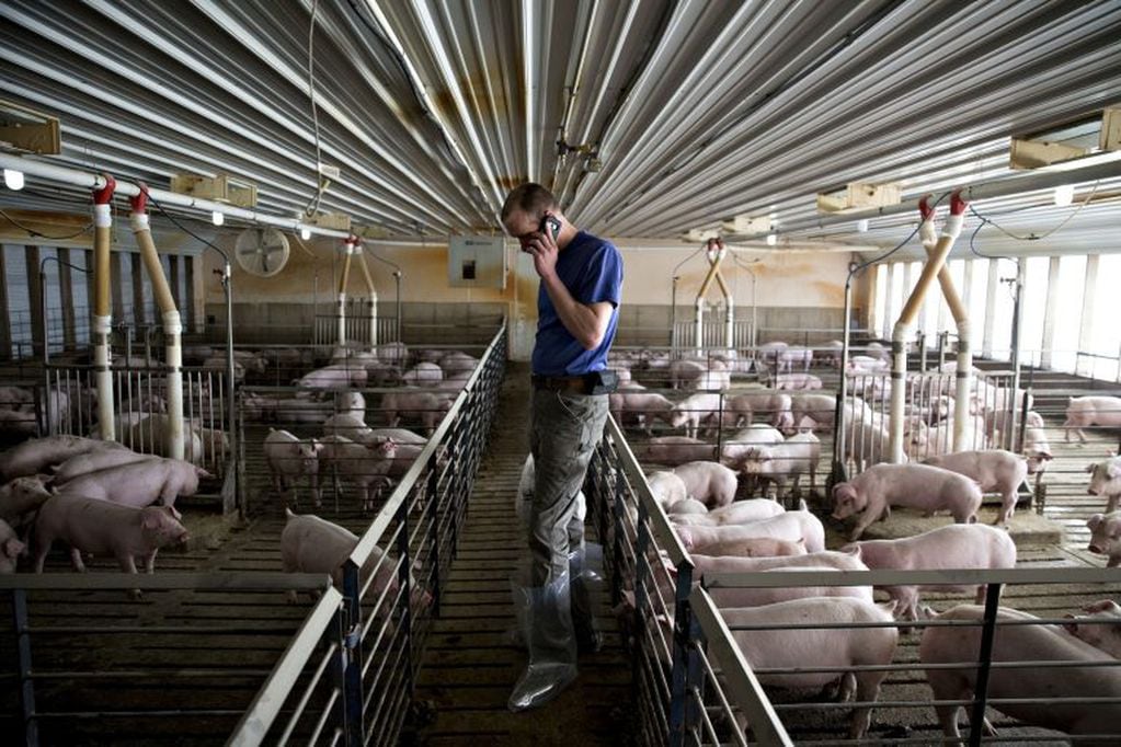 Las estadísticas revelan que la producción de cerdos en San Luis va en aumento.