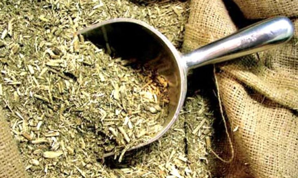 La Cooperativa “El Colono” desea exportar su producción de yerba mate.