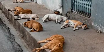 perros callejeros