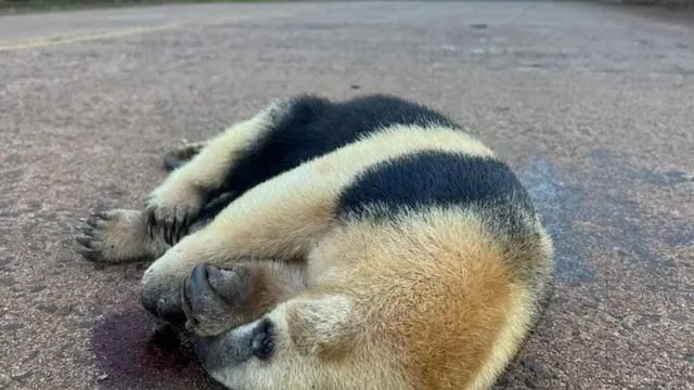 Puerto Libertad: un oso hormiguero murió atropellado en el Parque Provincial Urugua-í