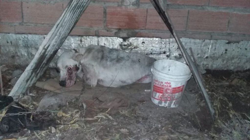 Maltrato animal en una vivienda del barrio Miramar