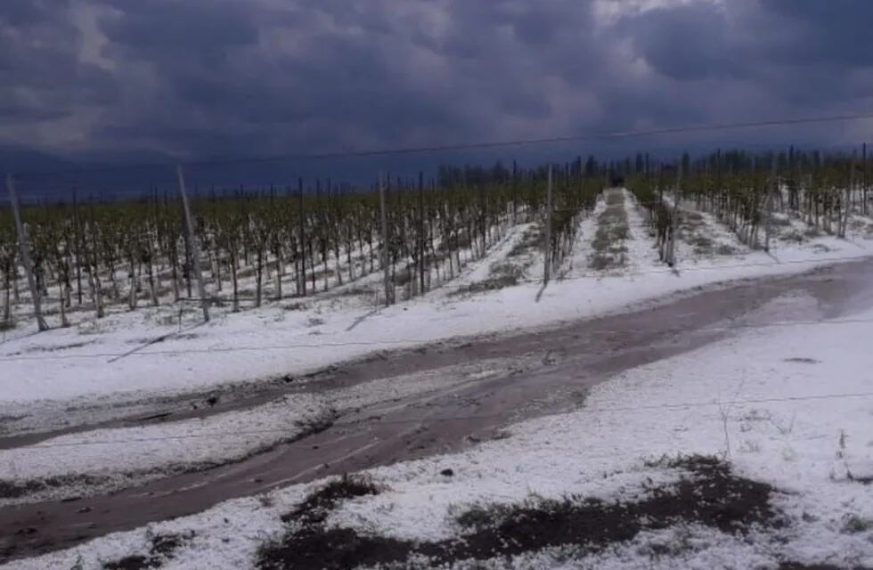No es nieve, es granizo. Tormenta arrasó los viñedos de Tupungato.