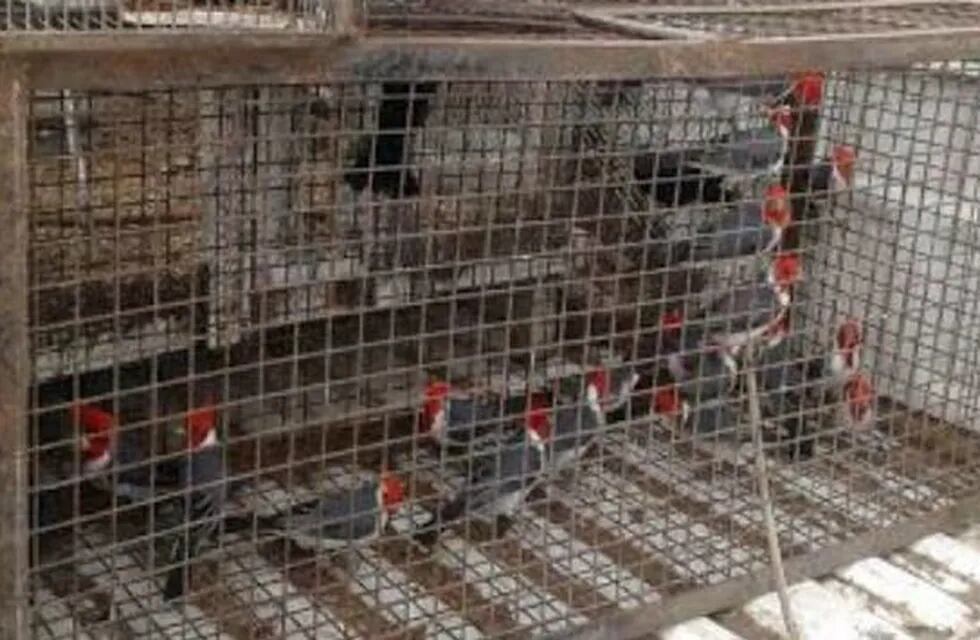 Rescataron aves silvestres en Berazategui