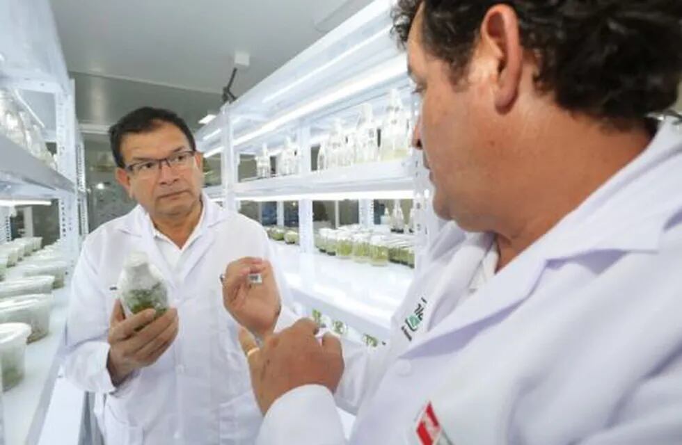 Laboratorios estudian la manera de generar modificaciones en las plantas para generar mayor resistencia hacia las malezas