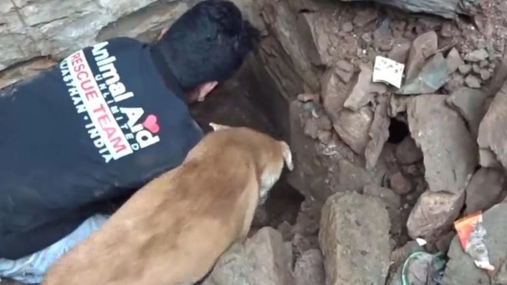 Una perra rescata a sus cachorros de un derrumbe (Web)