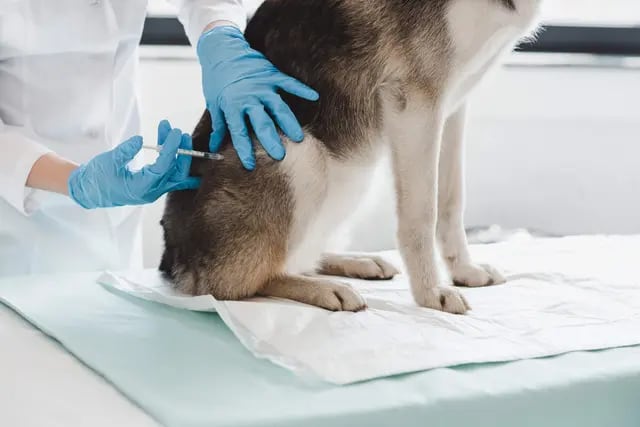vacunación de animales
