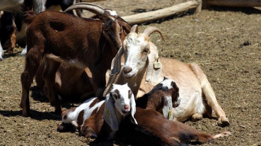 La municipalidad de General Alvear está llevando a cabo un plan para mejorar genéticamente al ganado caprino, en el departamento.