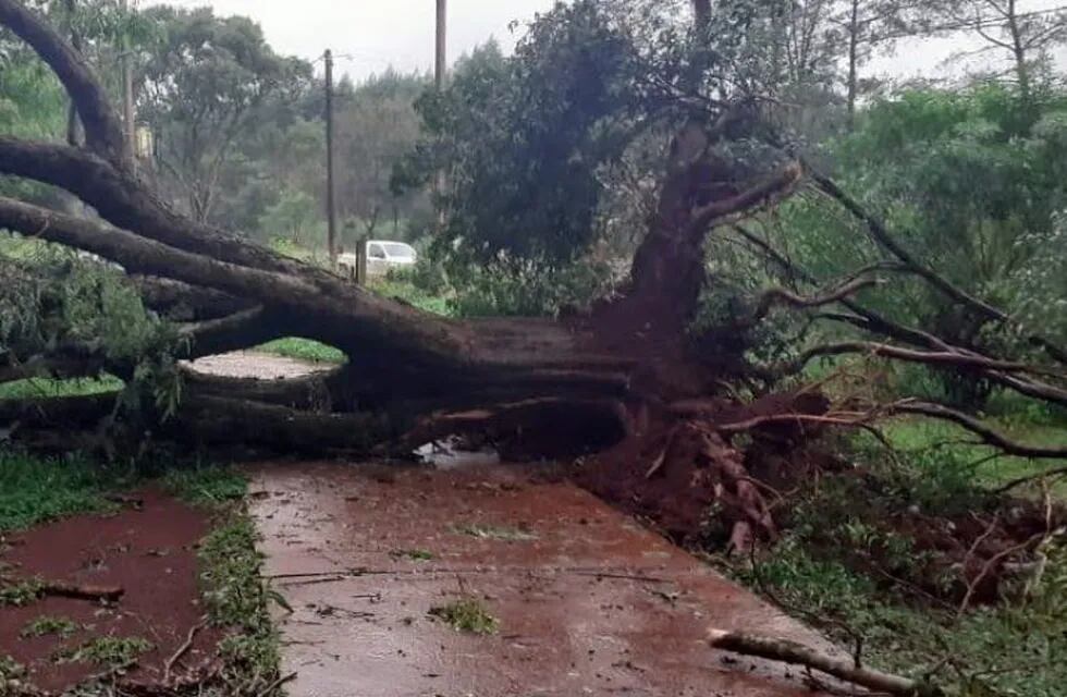 Caída de arboles y corte de energía en Eldorado tras un fuerte temporal.