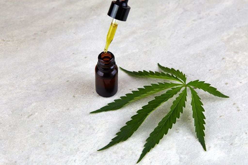 Solicitan crear un  registro municipal de cultivadores de cannabis medicinal