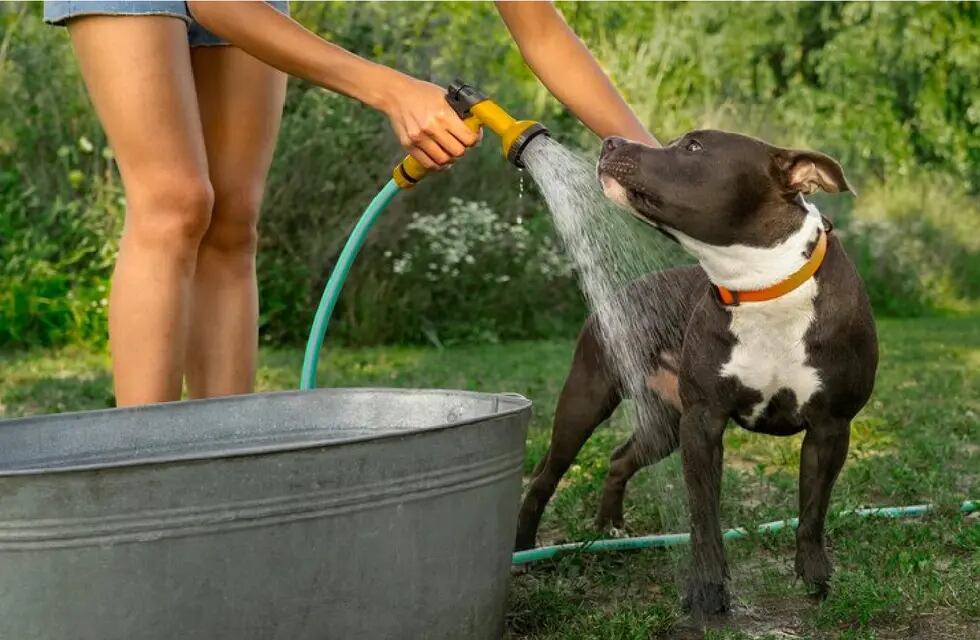 Ola de calor: cómo cuidar a perros y gatos ante las altas temperaturas