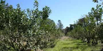 San Pedro: productores de yerba mate podrán solicitar turnos para registro de yerbales