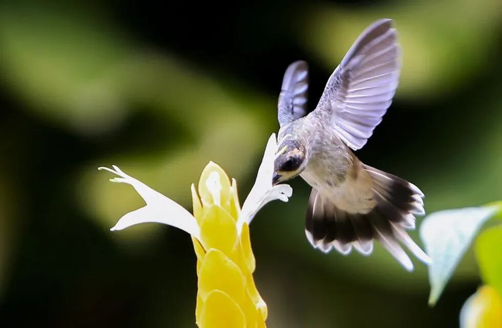 SERIE GRu00c1FICA 6 DE 7. BOG06. BUCARAMANGA (COLOMBIA), 20/09/2016.- Un colibrí (trochilinae) vuela sobre una flor, el jueves 15 de septiembre de 2016, en un jardín de Bucaramanga (Colombia). EFE/Ricardo Maldonado Rozo BUCARAMANGA COLOMBIA  pajaros en un jar