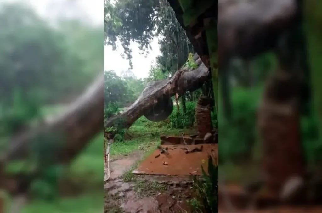 Por la feroz tormenta, un árbol cayó sobre una vivienda.
