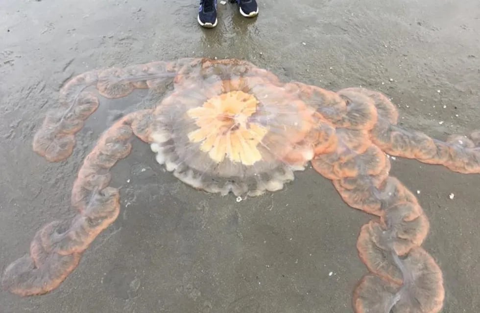Hallaron una medusa gigantesca en Rada Tilly