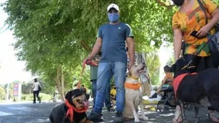 San Juan regulará la tenencia de perros de razas peligrosas
