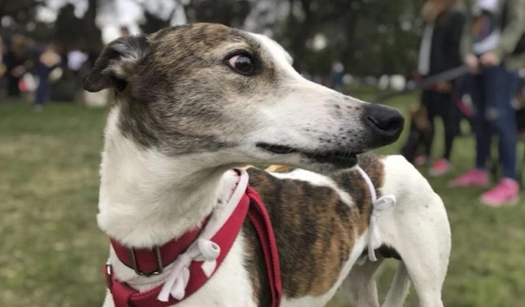 Galgo rescatado de carreras clandestinas (Foto: archivo)