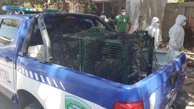 Rescataron a la jauría de barrio Los Paraísos.