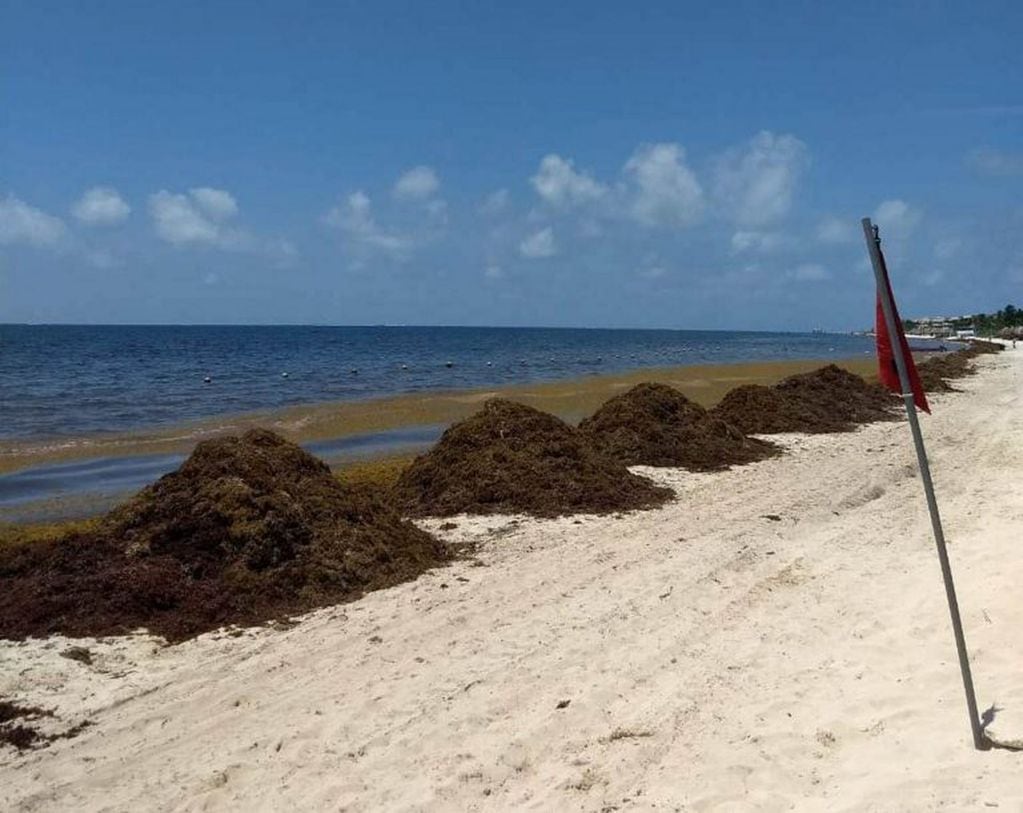 Según los expertos, es sólo el comienzo de una nueva llegada masiva de esta alga a las playas mexicanas.