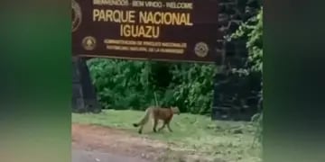 Filman a un puma en cercanías de las Cataratas del Iguazú