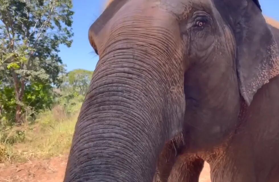 “¡Bienvenidas!”: las elefantas Pocha y Guillermina ya interactuaron con toda la manada en Brasil. Foto: Facebook Global Sanctuary for Elephants