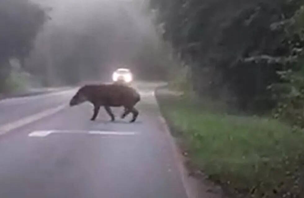 Capturaron en video a un tapir cruzando la ruta en inmediaciones a Cataratas.