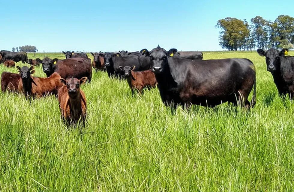 En Argentina, el destete es de apenas el 61%, un porcentaje bajísimo para un país que es potencia mundial en la producción de carne bovina. (Gentileza Caprove)