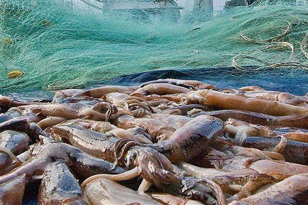 Pesca en Malvinas - Calamar Illex