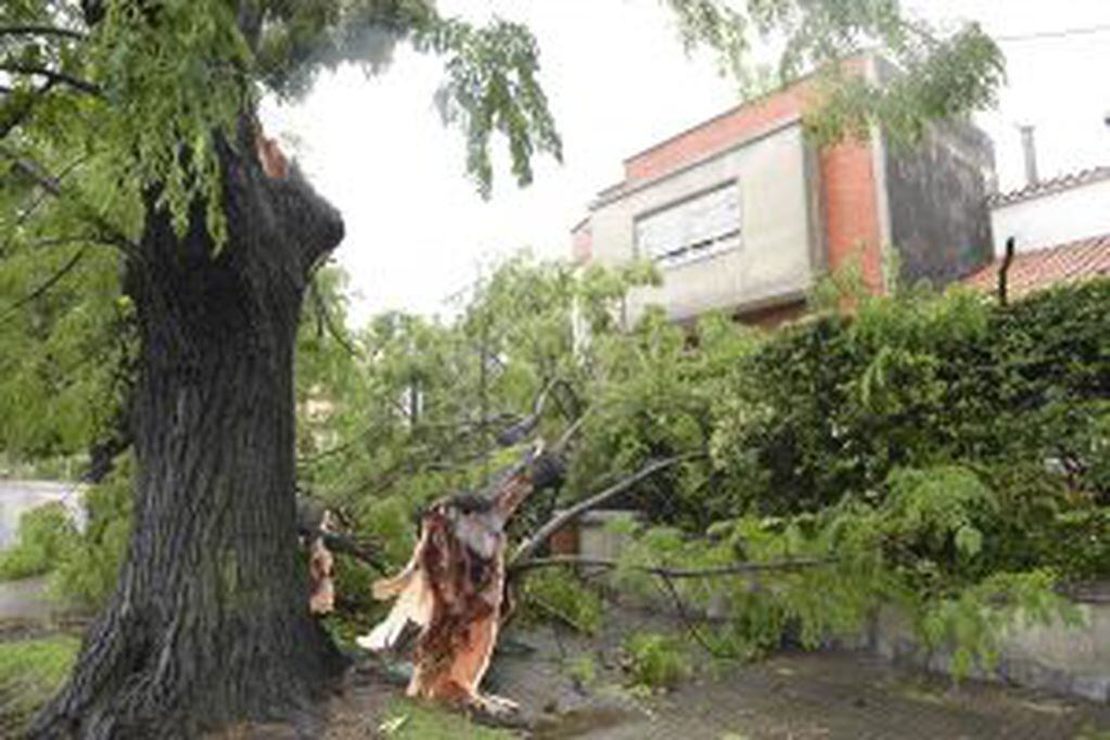 A severe thunderstorm with winds of more than 100 km an hour wreaked havoc in Montevideo on January 3, 2017, knocking down trees and damaging homes.  / AFP PHOTO / MIGUEL ROJO