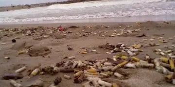 Aguas contaminadas y animales marinos víctimas de la negligencia humana.