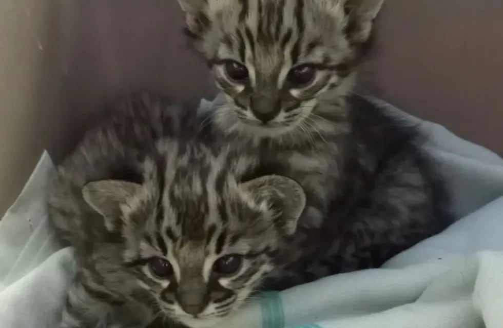 Gatos monteses bebés rescatados en Mendoza.