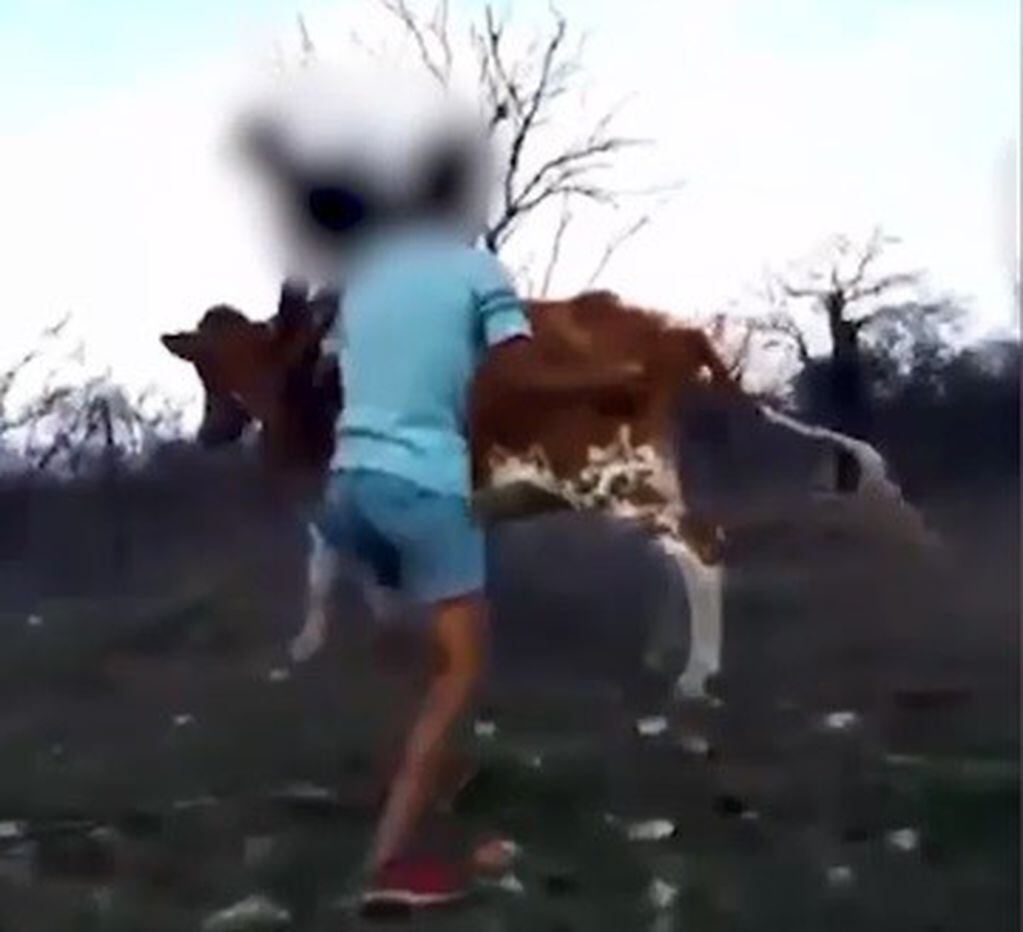 A los golpes, trataron de montar a la vaca
