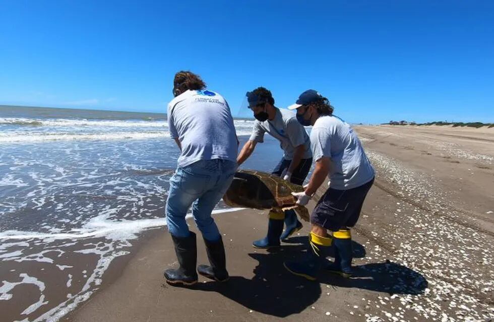 Regresan al mar una tortuga cabezona de 59 kilos que quedó atrapada en redes de pesca (Foto: Mundo Marino