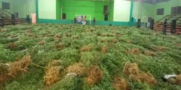 La plantación de marihuana encontrada en Dos Hermanas tenía 16.410 plantas