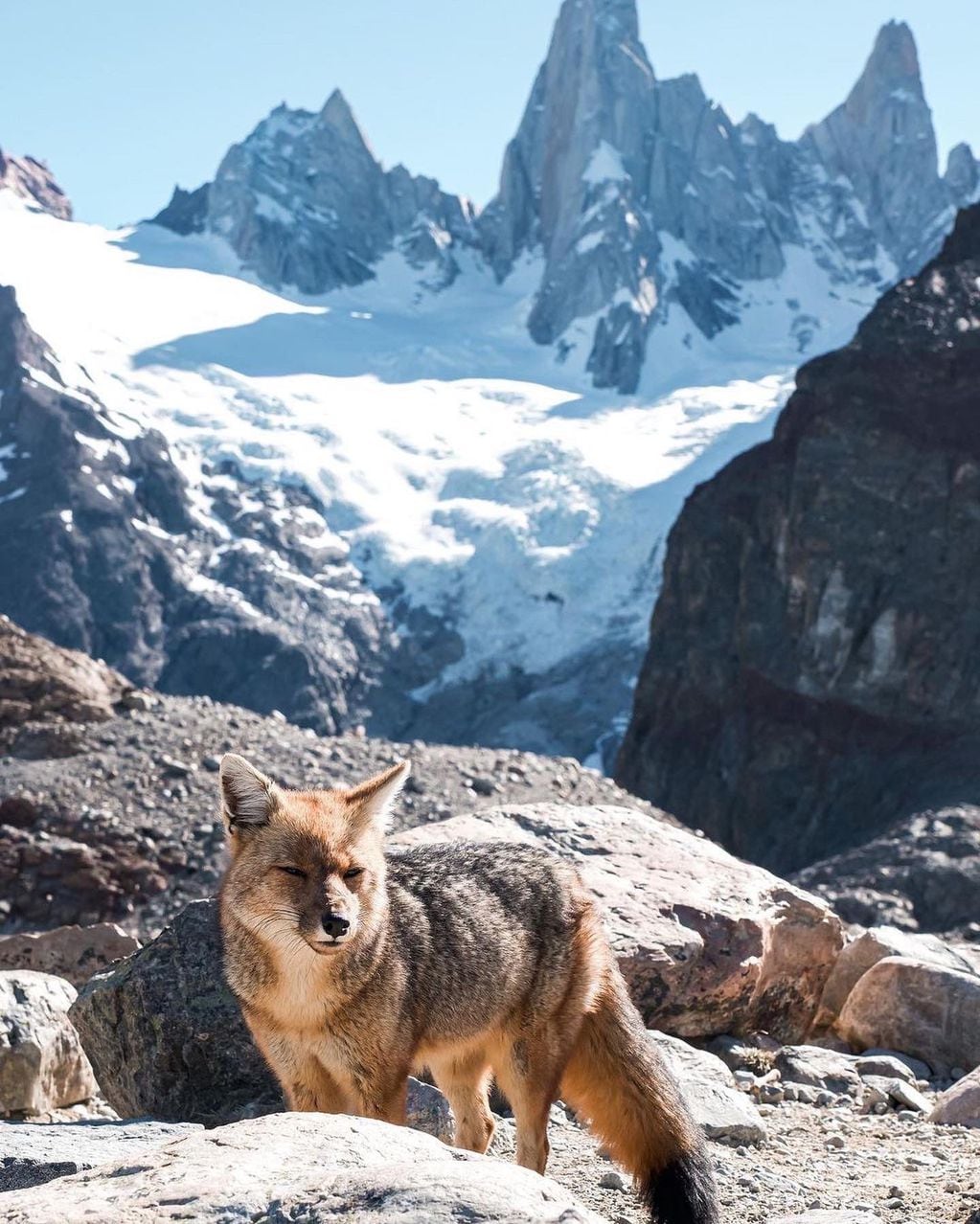 Las increíbles fotos de un zorro colorado paseando por El Chaltén.