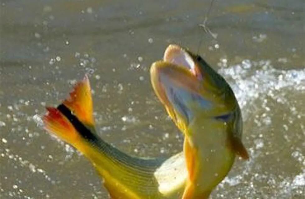 Hasta fin de año no se podrá pescar dorado en ríos de Santiago del Estero
