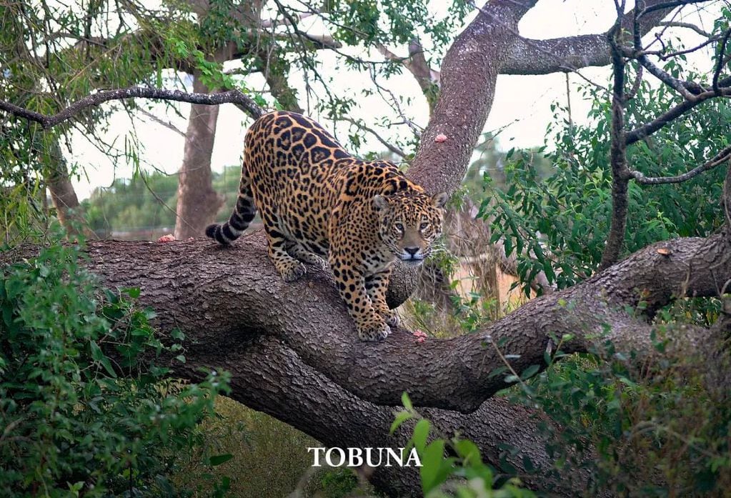 Tobuna, la yaguereté que tenía 22 años.