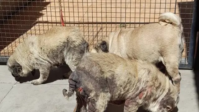 Los perros estaban en pésimas condiciones de salud.